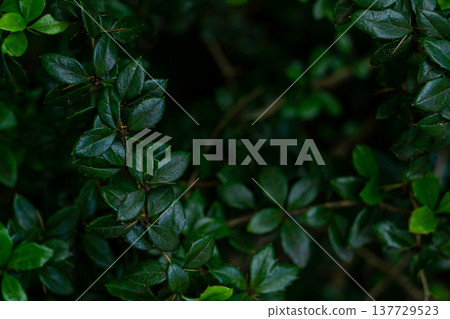 green branches of a shrub, young foliage macro green branches of a shrub, young foliage macro 137729523