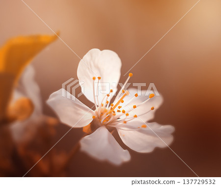 View of a blossoming plum flower, plum blossom, flowering trees, orchard View of a blossoming plum flower, plum blossom, flowering trees, orchard 137729532