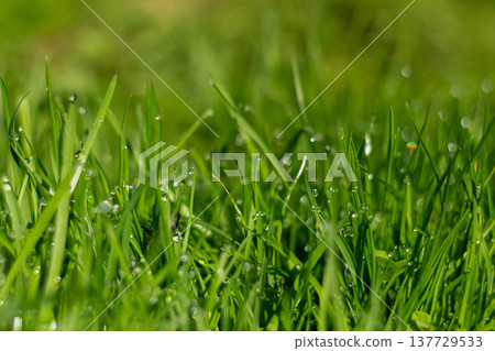 Morning dew on green grass in the morning sun Morning dew on green grass in the morning sun 137729533