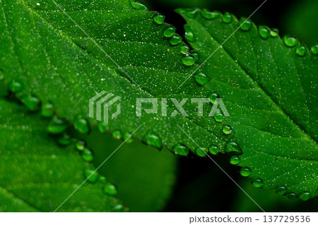 raindrops on green leaves 137729536