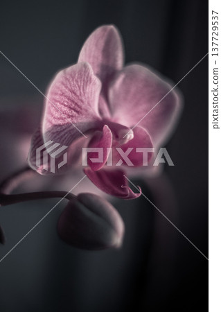 View of many purple, yellow, white orchid flowers. Flowers for the interior. 137729537