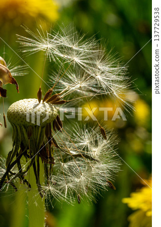 Faded dandelion on a blurred background of blooming Faded dandelion on a blurred background of blooming 137729538