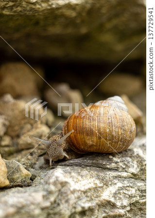 large garden snail, macro photography of a garden snail large garden snail, macro photography of a garden snail 137729541