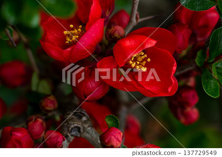 Japanese quince flowers in spring Japanese quince flowers in spring 137729549