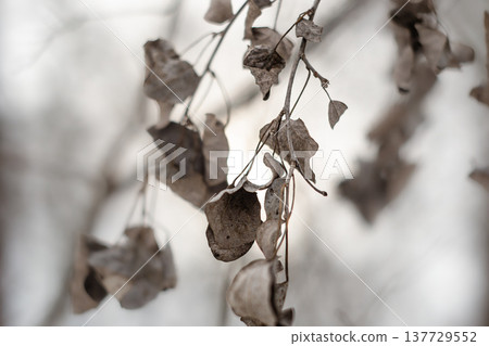 poplar branches against the backdrop of the winter sun poplar branches against the backdrop of the winter sun 137729552