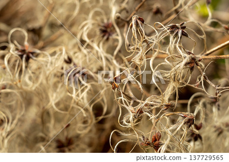 fluffy shrub seeds macro, manchurian clematis seeds fluffy shrub seeds macro, manchurian clematis seeds 137729565