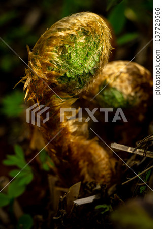 young fern shoot, alpine forest nature, alpine fern macro young fern shoot, alpine forest nature, alpine fern macro 137729566