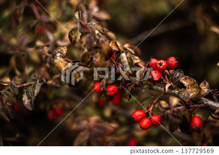 branches of a bush with red berries in a park on a natural blurred background 137729569