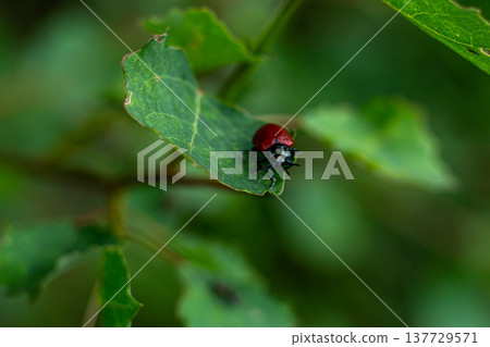 View of a small red beetle crawling on green leaves of a tree View of a small red beetle crawling on green leaves of a tree 137729571