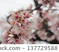 Cherry blossoms in full bloom shining in the spring sunshine 137729588