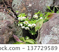 Christmas rose 137729589