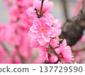 Flower telling the arrival of spring 137729590