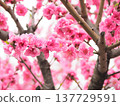 Flower telling the arrival of spring 137729591
