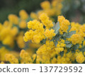 Mimosa 137729592