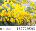 Mimosa 137729593