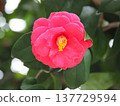 Camellia family 137729594
