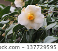 White sasanqua 137729595