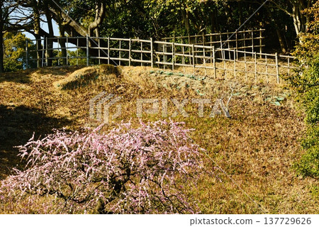 A slope lined with weeping plum trees in bloom. A slope lined with weeping plum trees in bloom. 137729626