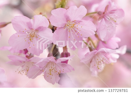 Kawazu cherry blossoms blooming in the early spring light Kawazu cherry blossoms blooming in the early spring light 137729781