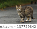 A tabby cat I encountered on the seaside promenade 137729842