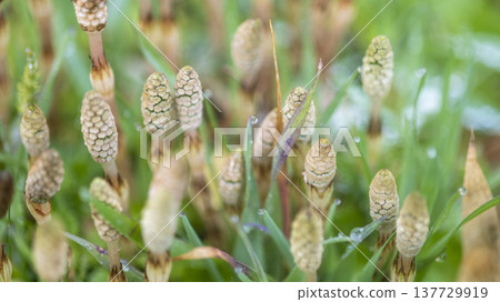 Horsetail growing in the spring light Horsetail growing in the spring light 137729919