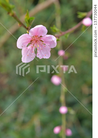 三月初，巴黎蒙索公園的桃花（Prunus persica）盛開。 137730044