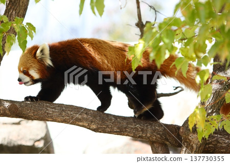 動物小熊貓 動物小熊貓 137730355