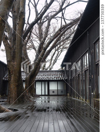 雨中的三峽草樹和櫸樹（酒田市） 137730389