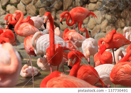 Animal flamingo 137730491