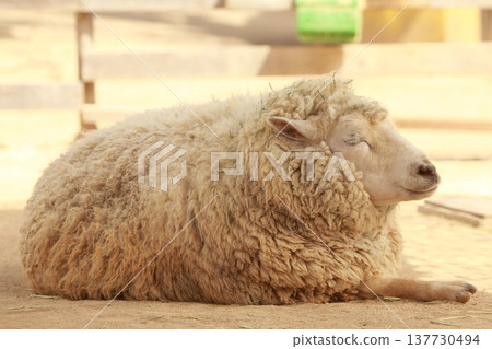 動物:綿羊 動物:綿羊 137730494