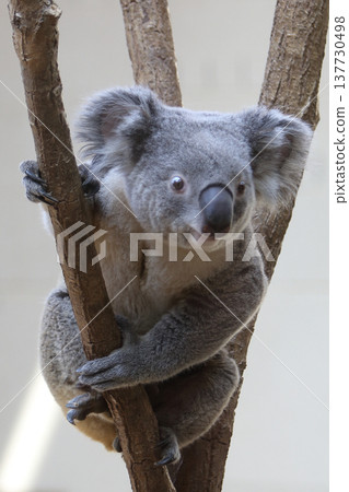 動物考拉 動物考拉 137730498