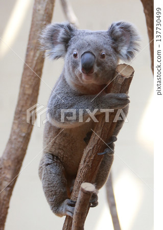 Animal koala 137730499