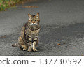 A tabby cat looking at me on the seaside promenade. 137730592