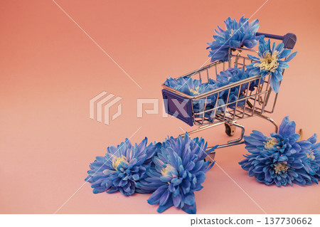 Dyed blue chrysanthemum flowers in small shopping cart on pink background, decorative bouquet inside basket for greeting gift, floral store delivery concept 137730662