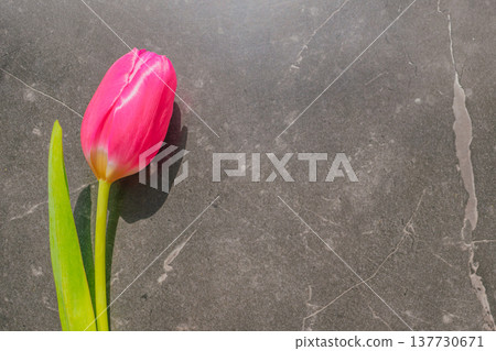 A single pink tulip on a dark marble background. Minimalist floral composition with dramatic lighting, silk texture, and large copy space for premium branding 137730671