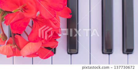Top view of red geranium flowers lying on white and black piano keys, close up macro shot, minimalist musical composition with floral elements 137730672