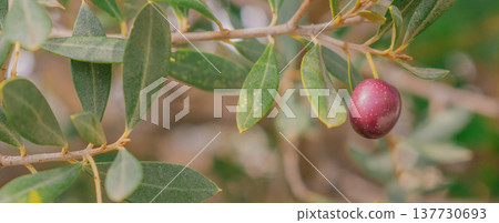 Single ripe purple olive hanging on a branch with green leaves. Panoramic wide shot with a soft bokeh background and large copy space on the left side Single ripe purple olive hanging on a branch with green leaves. Panoramic wide shot with a soft bokeh background and large copy space on the left side 137730693