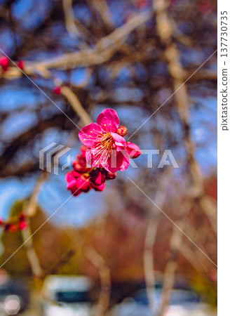 Red plum blossoms that shine in the blue sky Red plum blossoms that shine in the blue sky 137730735
