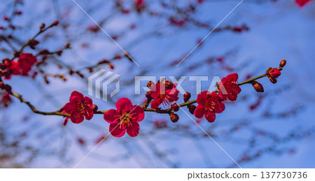 Red plum blossoms that shine in the blue sky Red plum blossoms that shine in the blue sky 137730736