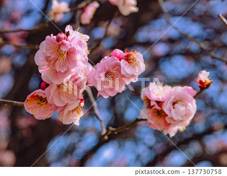 Red plum blossoms that shine in the blue sky Red plum blossoms that shine in the blue sky 137730758