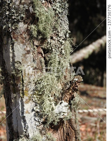 "Hanagoke" growing naturally on rotting wood "Hanagoke" growing naturally on rotting wood 137730776