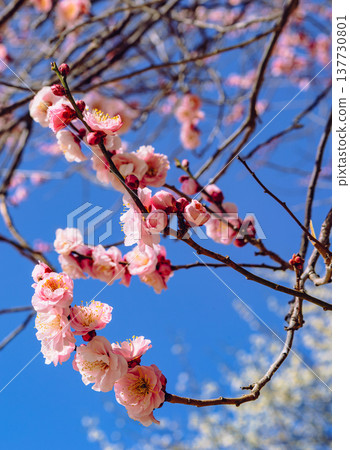 Red plum blossoms that shine in the blue sky Red plum blossoms that shine in the blue sky 137730801