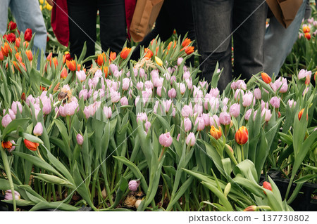 Pink Tulips at a Public Flower Event in Berlin Pink Tulips at a Public Flower Event in Berlin 137730802