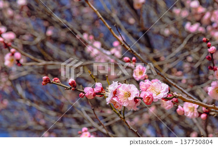 在藍天下閃耀的紅梅花 在藍天下閃耀的紅梅花 137730804