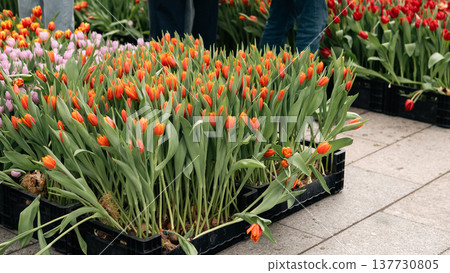Orange Tulips in Crates at a Public Flower Event in Berlin Orange Tulips in Crates at a Public Flower Event in Berlin 137730805