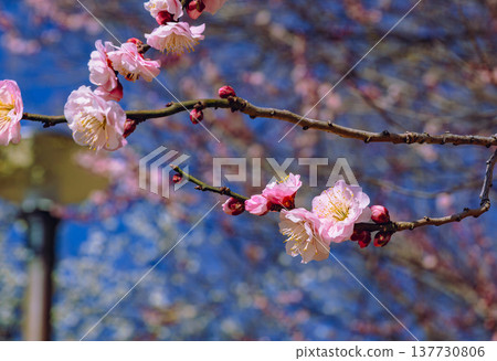 在藍天下閃耀的紅梅花 在藍天下閃耀的紅梅花 137730806