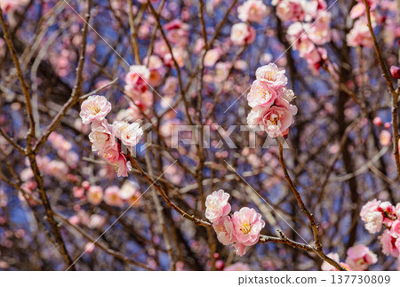 Red plum blossoms that shine in the blue sky Red plum blossoms that shine in the blue sky 137730809