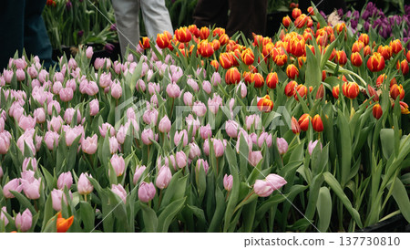 Pink and Orange Tulips at a Public Flower Event in Berlin Pink and Orange Tulips at a Public Flower Event in Berlin 137730810