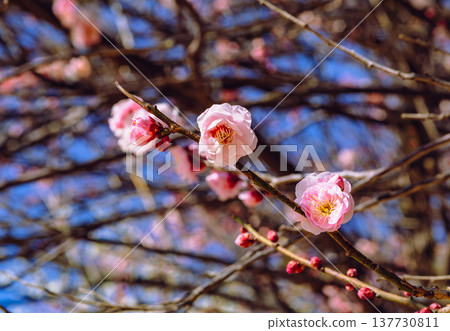 Red plum blossoms that shine in the blue sky 137730811