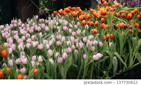 Pink and Orange Tulips at a Public Flower Event in Berlin Pink and Orange Tulips at a Public Flower Event in Berlin 137730812